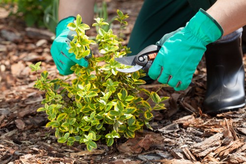 Tree removal and site clearance work for a Waterloo home or business