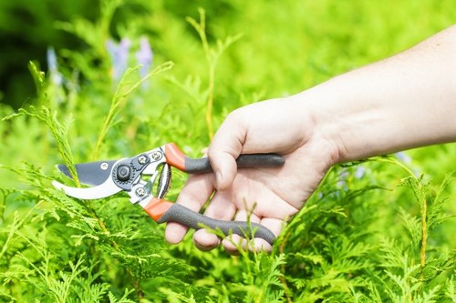 Local arborist assessing canopy size for crown reduction in Waterloo